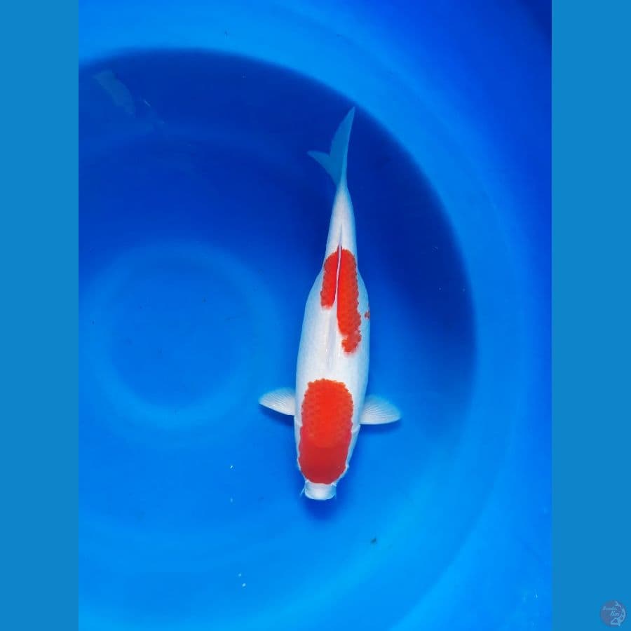 Kohaku