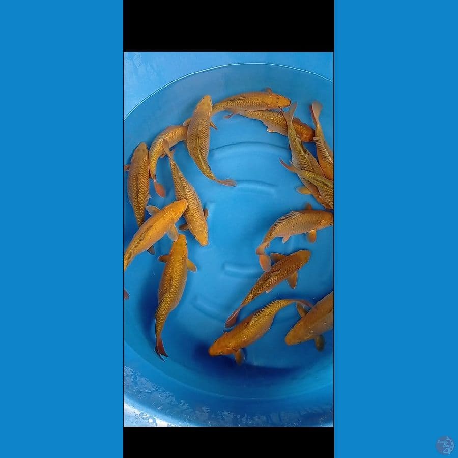 CHAGOI TEMBAGA F1 35-40 CM 15 EKOR