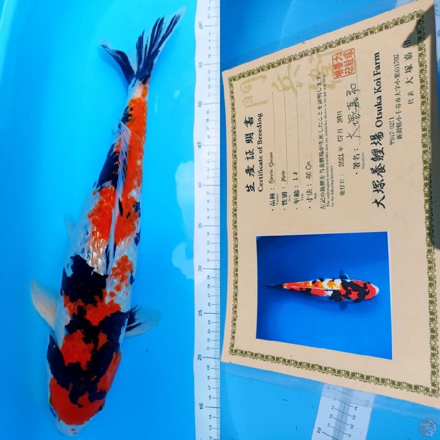 Showgin M 50cm up
