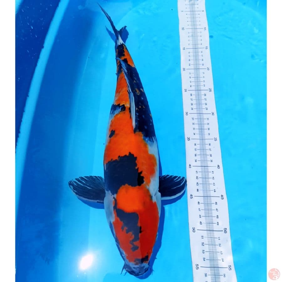 showa F 47cm up