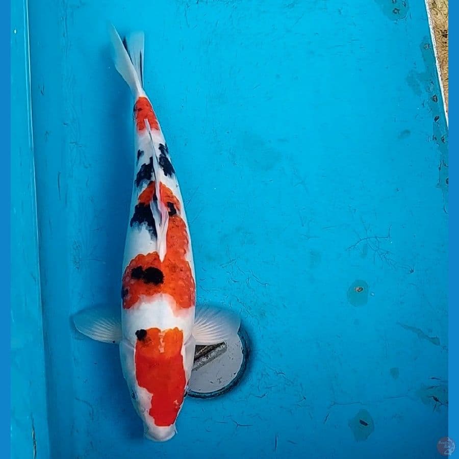 SANKE 40 CM