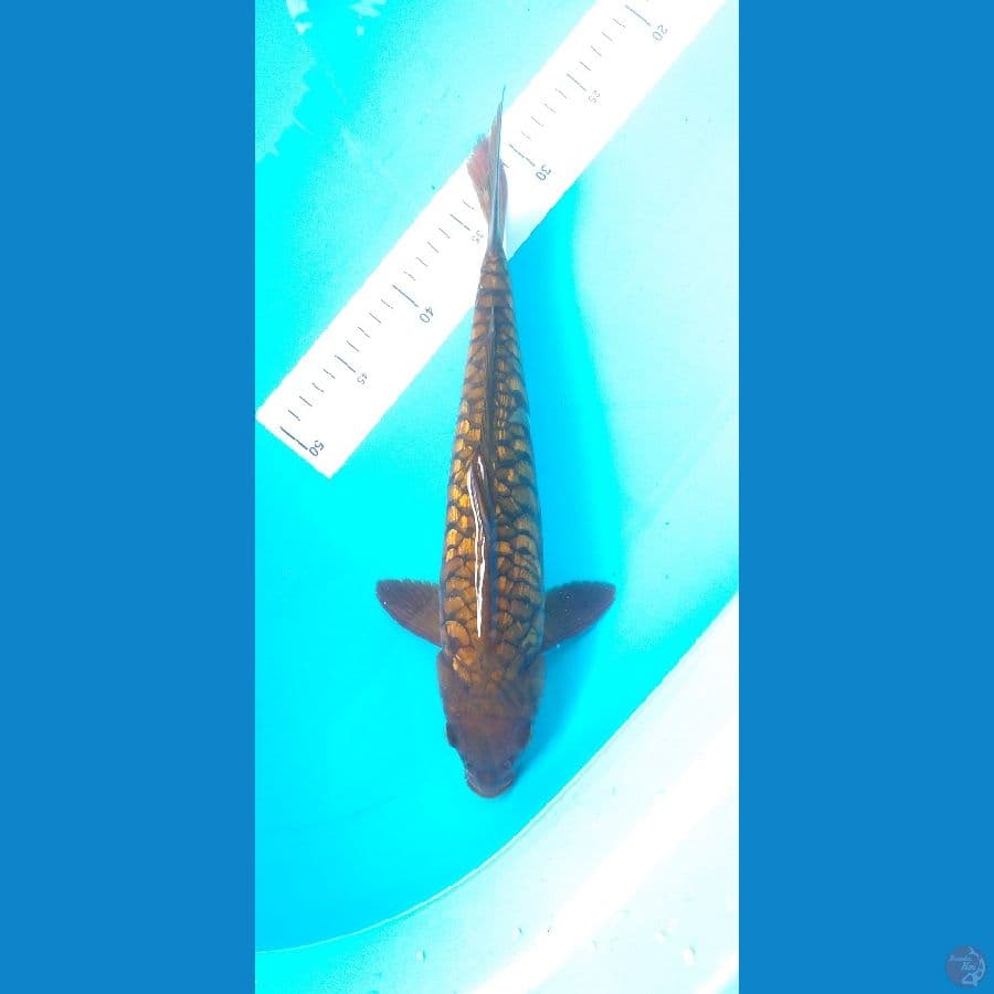 Aragoke Chagoi 34cm/Male
