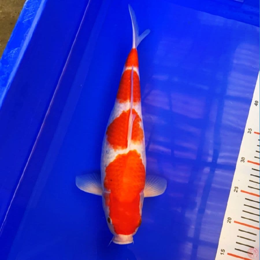 kohaku 38cm 