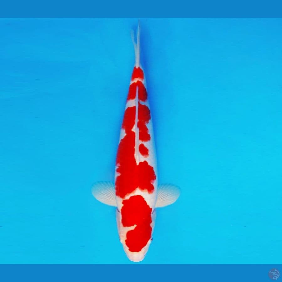 ASAHI LAVA 4 ~ KOHAKU 35 cm/male ™
