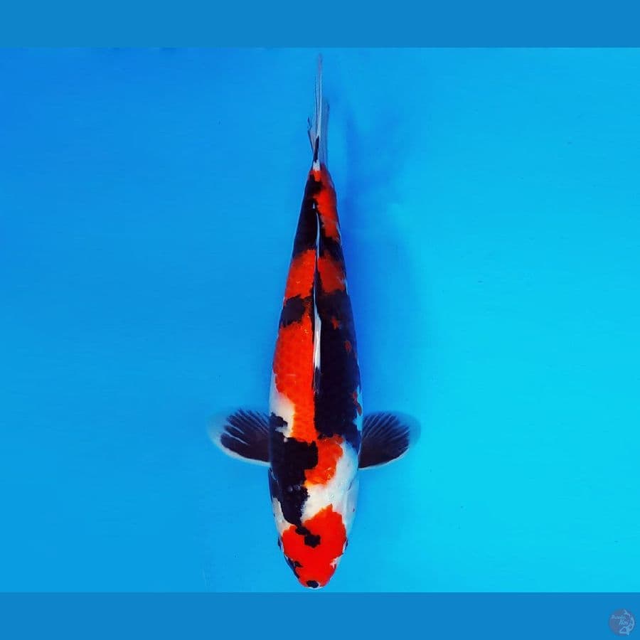 ASAHI LAVA 10 ~ SHOWA 38 cm/fm ™