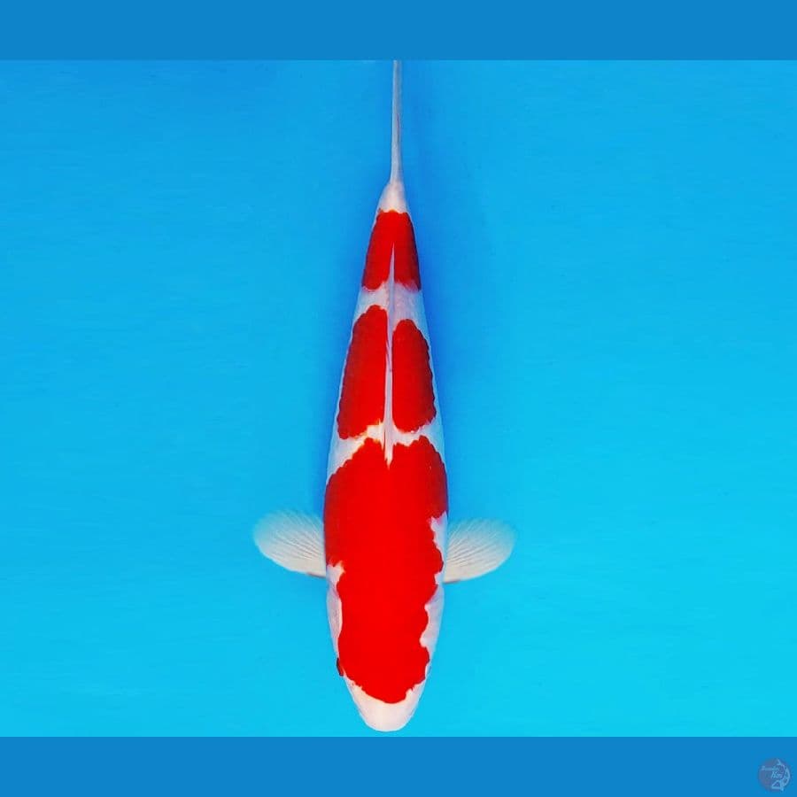 ASAHI LAVA 11 ~ KOHAKU 35 cm/fm ™