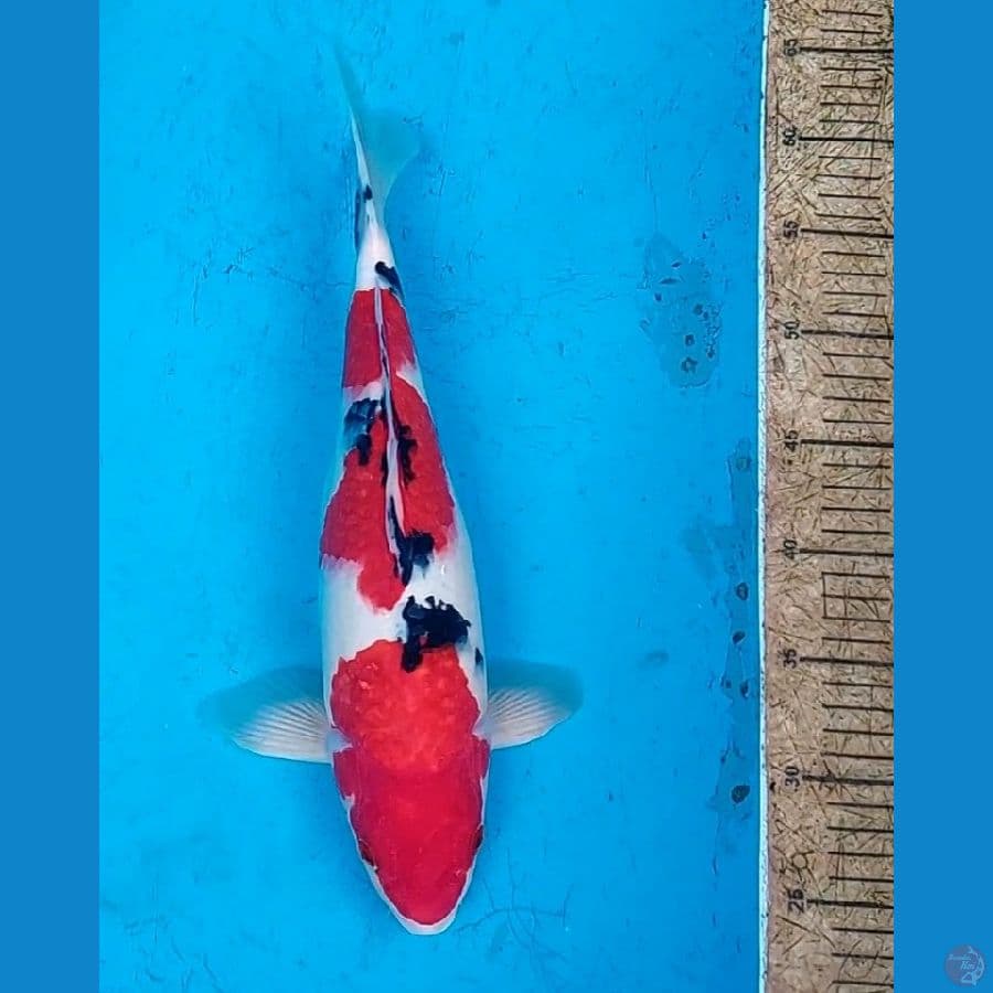 SANKE 37 CM RED STRONG