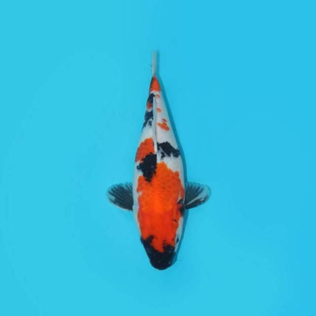 SHOWA BERPUNUK 34 CM