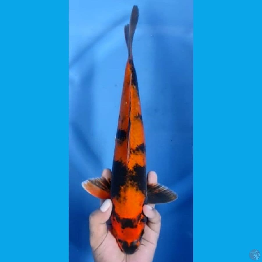 UTSURI JANTAN #33cm