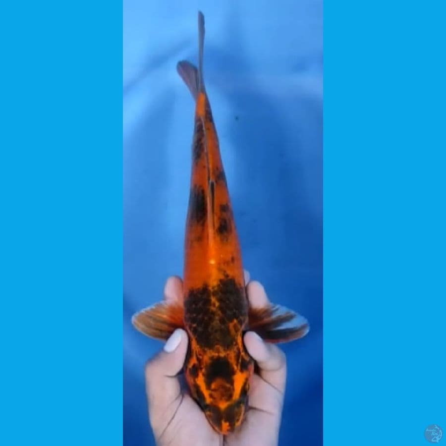 KIN UTSURI jantan #32cm