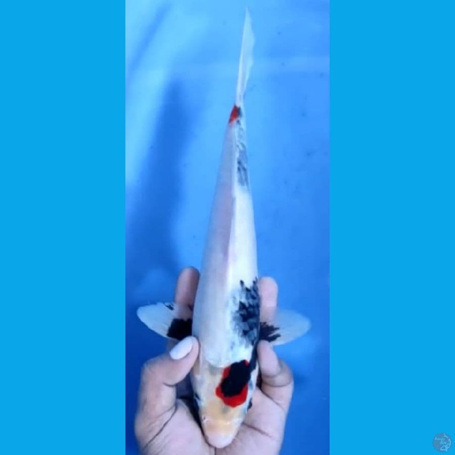 MOTOGORO #29cm