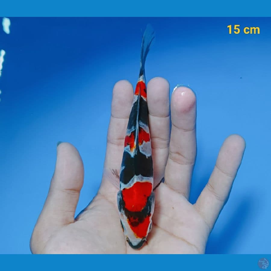 showa doit 15 cm