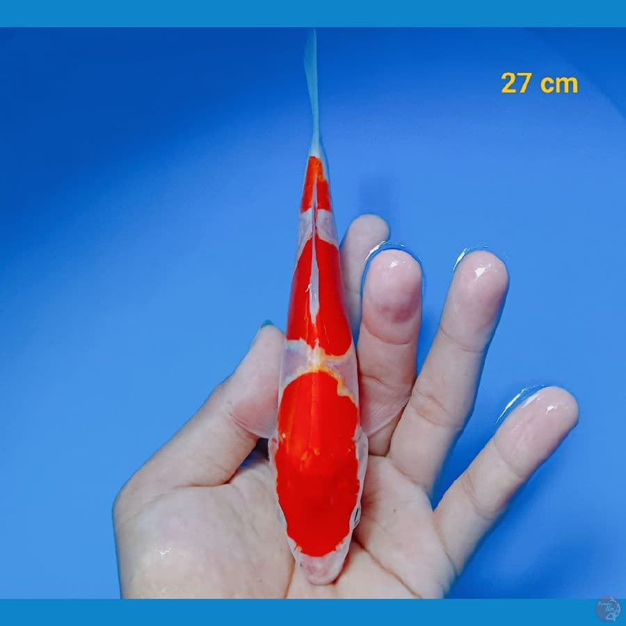 kohaku doit 17 cm