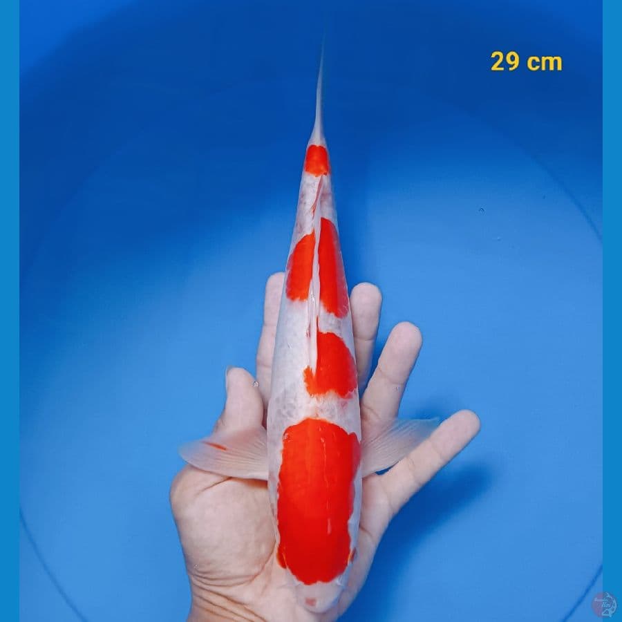 Kohaku 27 cm