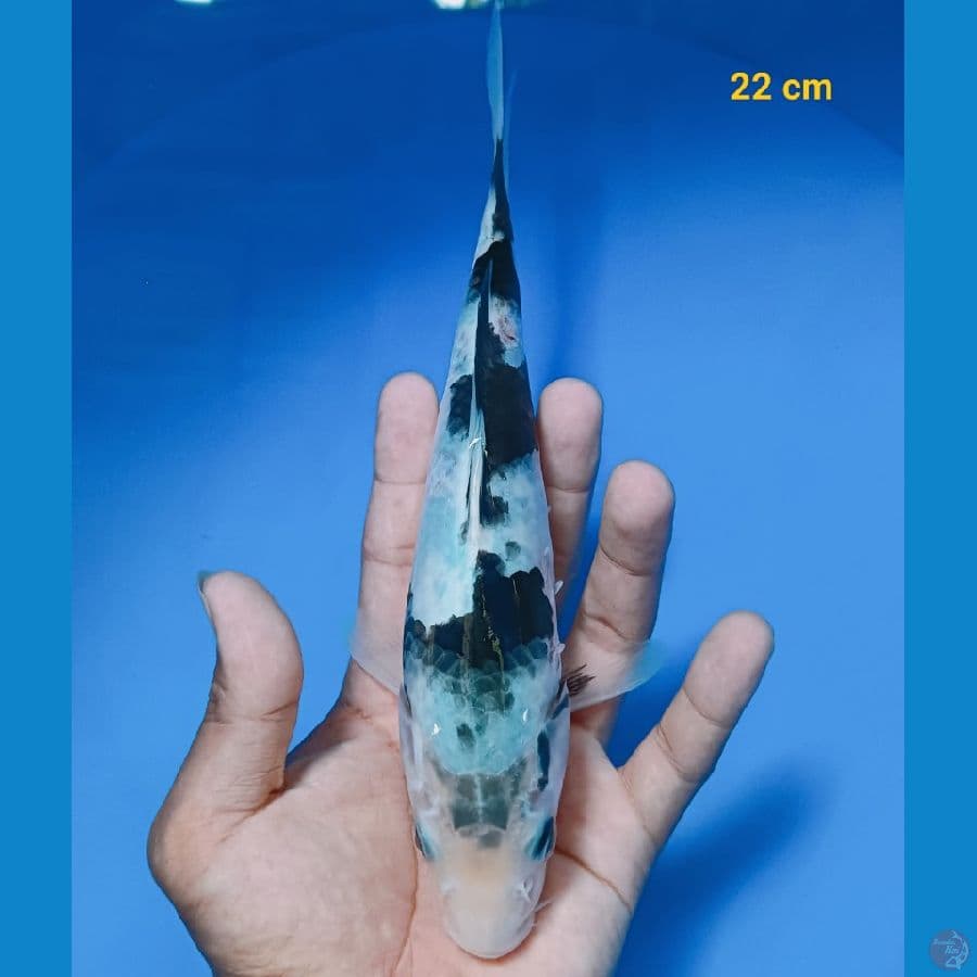 shiro 22 cm