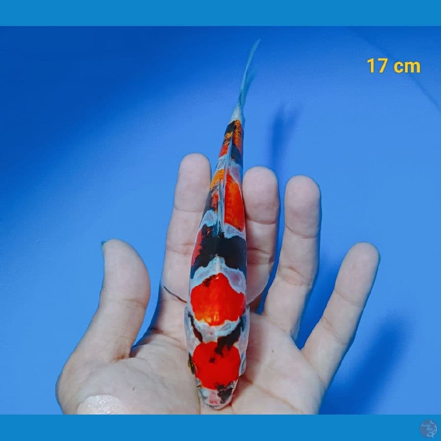 Maruten showa doit 18 cm