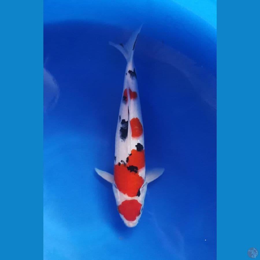 34cm Maroten