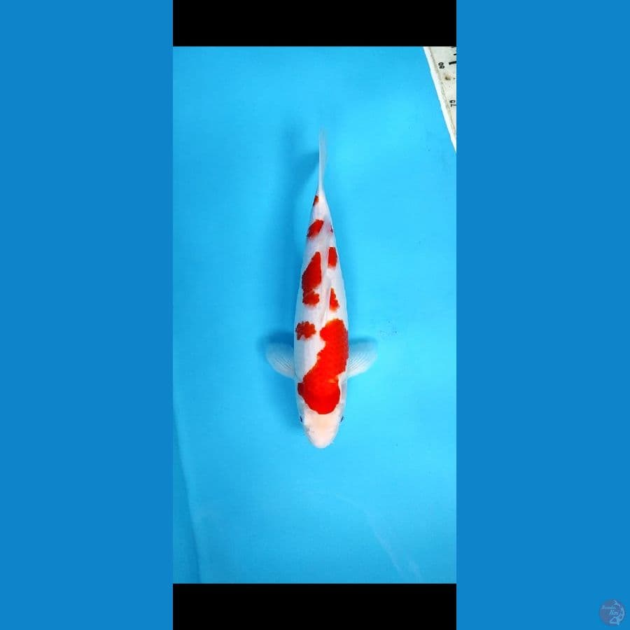 DP 1 _ KOHAKU SQ 33 CM