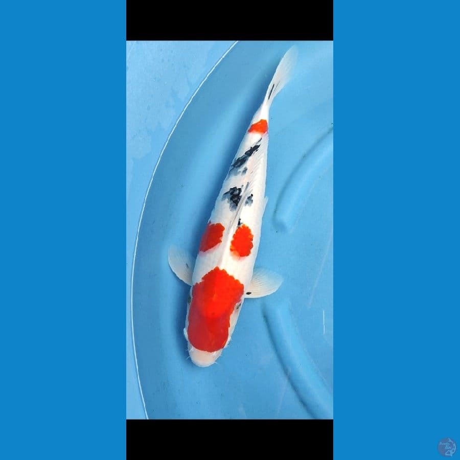 TAISO SANKE 52 CM