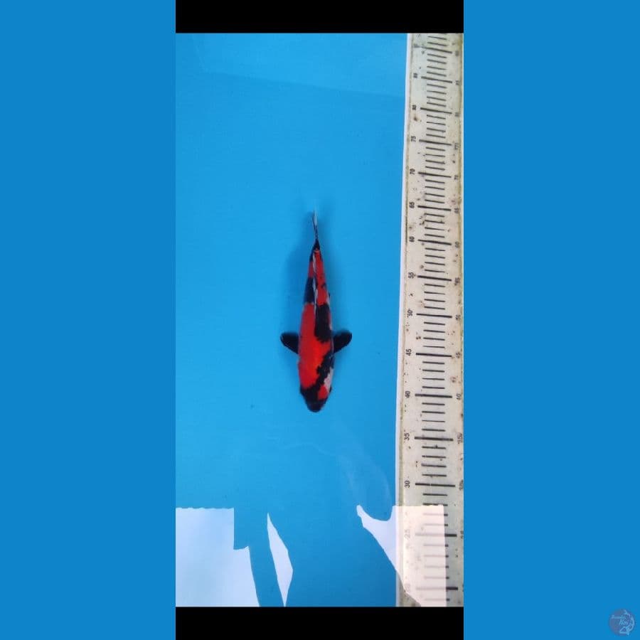DP 5 _ SHOWA SHANSOKU 23 CM