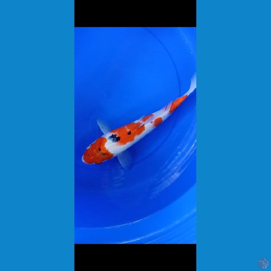 Sanke 40cm male