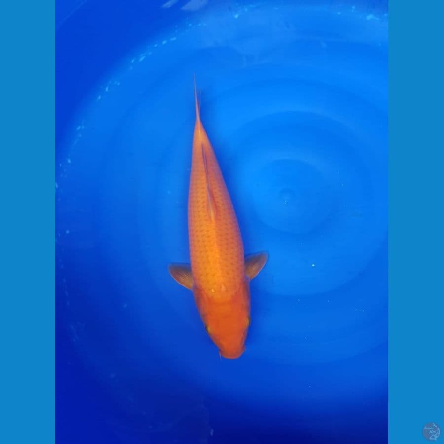 Karamel 36cm male