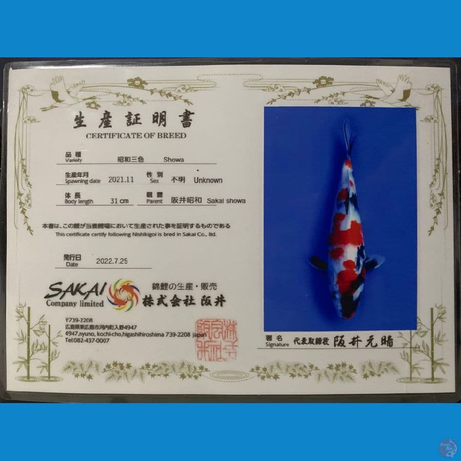 Showa SAKAI 31cm