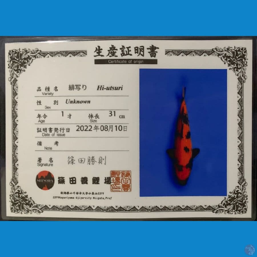 Hiutsuri SHINODA 31cm