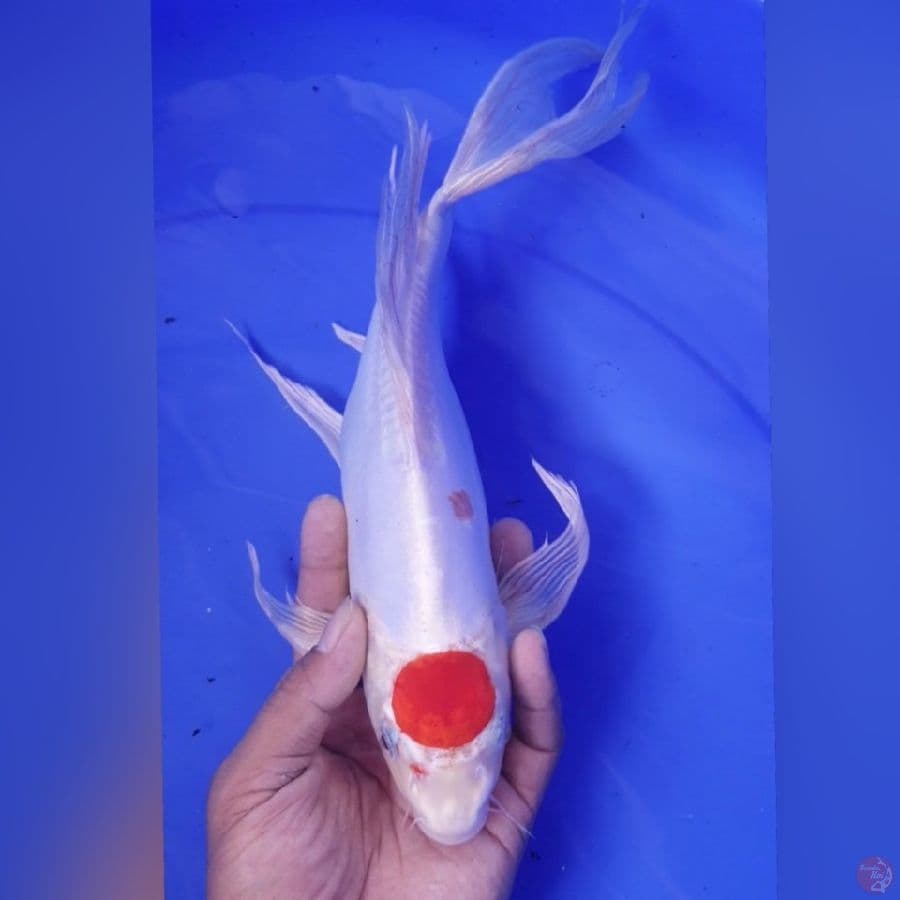 TC kumpay KIKUSHUI 32CM