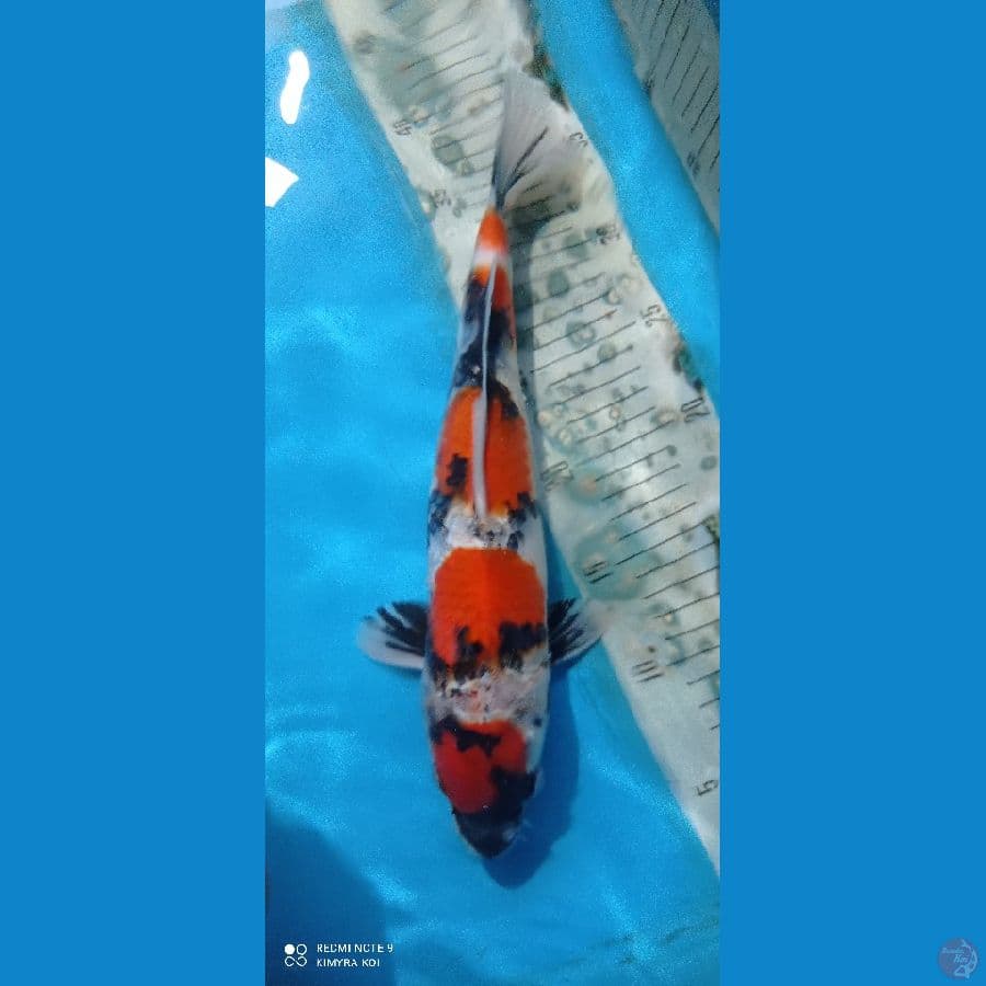 maruten showa 34cm