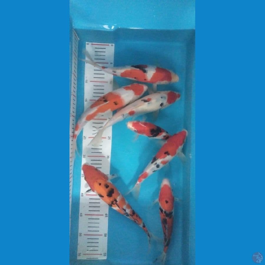 asnawi koi