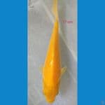 KARASI JAGUNG F1 17 CM 