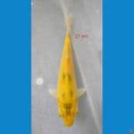 KARASI JAGUNG 21 CM 