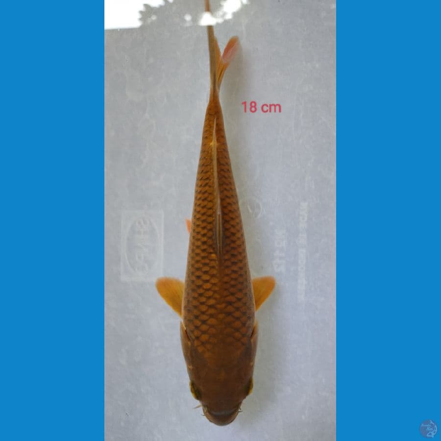 CHAGOI F1 18 cm