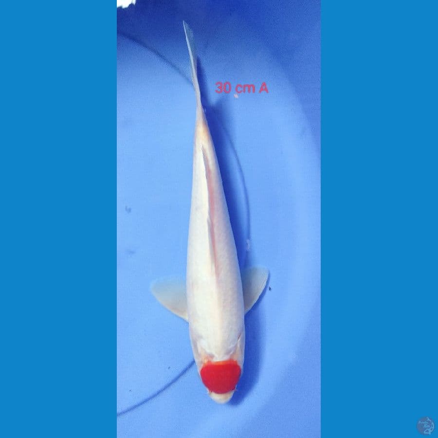 TANCHO KOHAKU F1 30 CM 