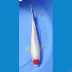 TANCHO KOHAKU F1 30 CM 