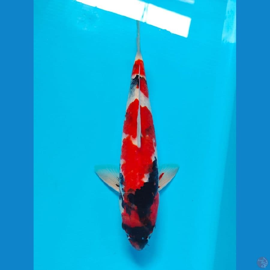 showa 32 cm male