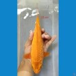 karasi ginrin 22 cm