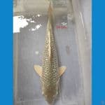 SORAGOI GINRIN 34 CM