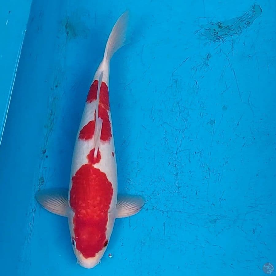 KOHAKU RED STRONG 35 CM JANTAN