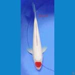 TANCHO KOHAKU F1 30 CM 