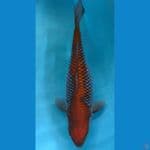 OCHIBA INAZUMA 45CM / FEMALE