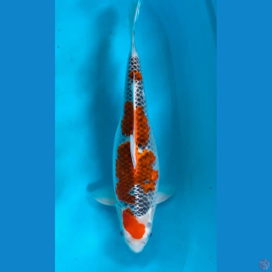 F1 GOSHIKI 47CM / FEMALE