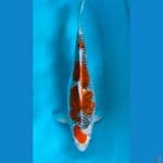 F1 GOSHIKI 47CM / FEMALE