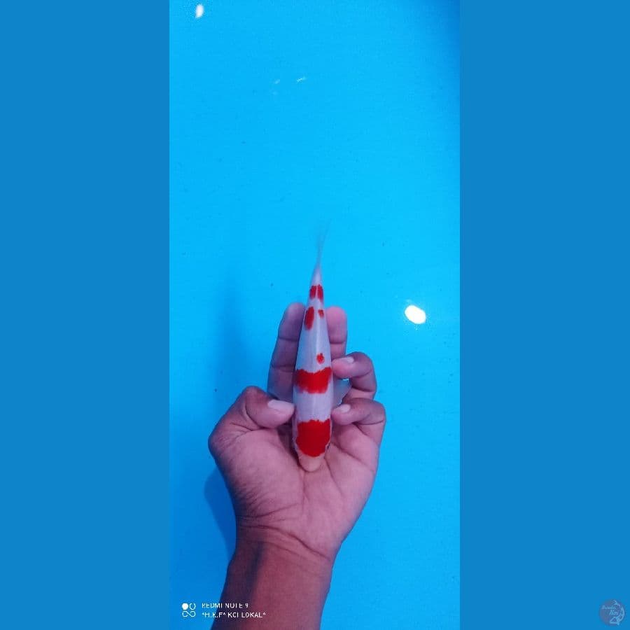 kohaku SQ 17 cm