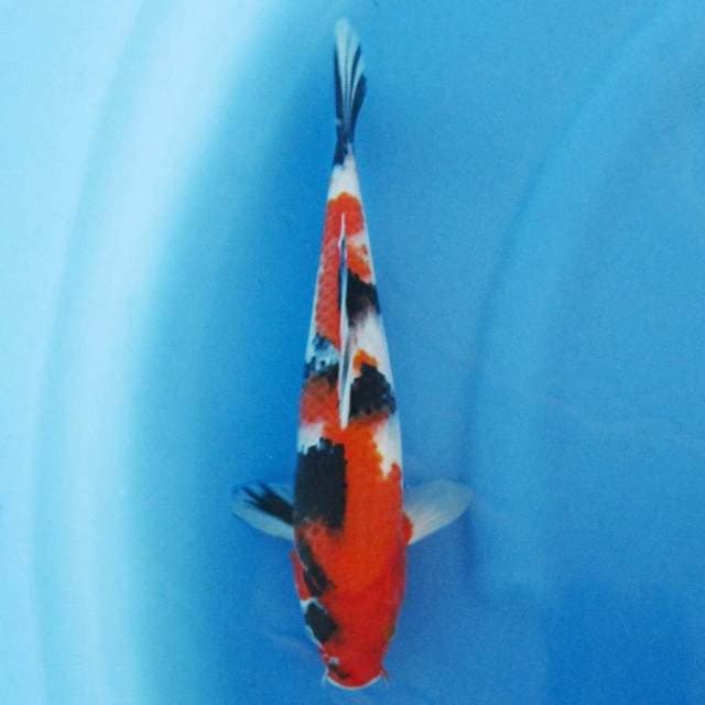 Near Koi - Showa Good Quality 30cm