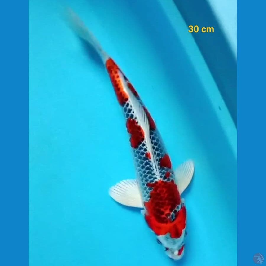 SQ kujaku male 30 cm 