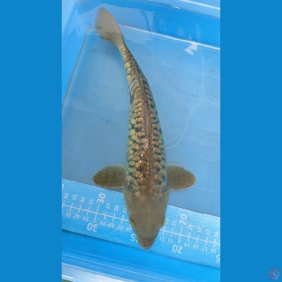 Aragoke Midori Ginrin 30 cm