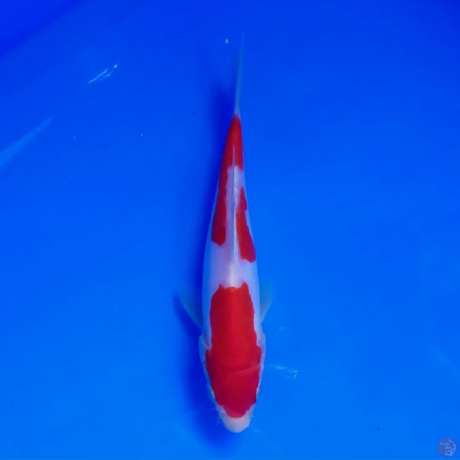 Minion - Doitsu Kohaku Murni HQ 15cm