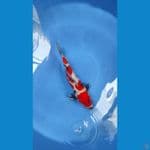 showa 30cm male 